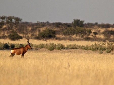 Khutse Game Reserve 03