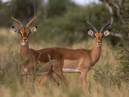 Kimberley Mokala National Park