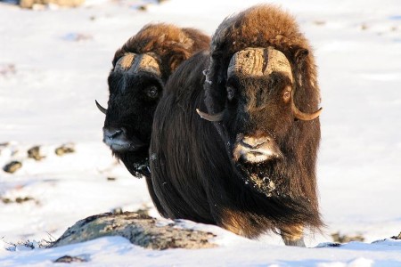 Kongsvold Fjeldstue Dovrefjell Muskusos