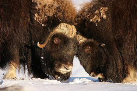 Kongsvold Fjeldstue Dovrefjell Muskusos