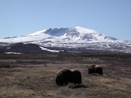 Kongsvold Fjeldstue Dovrefjell Muskusos