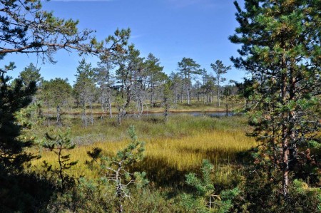 Koru Puhkemaja Koru Cottage