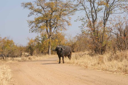 Kruger Buffel Douwe Baas Suid Afrika Reise