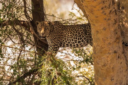 Krugerpark Luipaard Satara Suid Afrika Reise Ramon Lucas