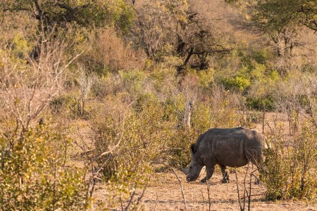 Krugerpark Neushoorn Ramon Lucas Suid Afrika Reise