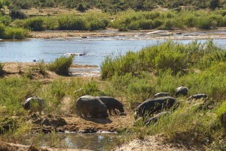 Krugerpark Nijlpaard Suid Afrika Reise Douwe Baas