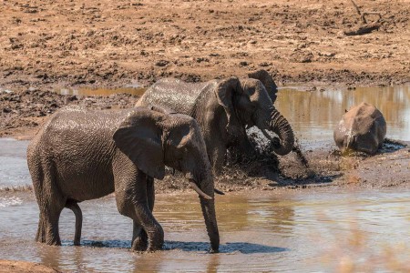 Krugerpark Olifant Ramon Lucas Suid Afrika Reise