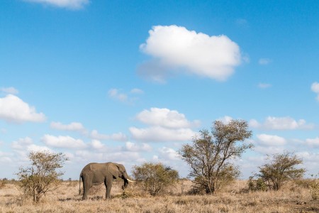 Krugerpark Olifant Satara Ramon Lucas Suid Afrika Reise