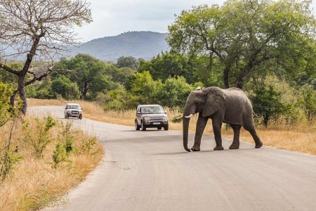 Krugerpark Olifant Satara Suid Afrika Reise Douwe Baas