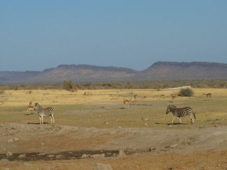 Madikwe Mosetlha Dieren 2012