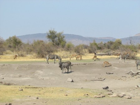 Madikwe Mosetlha Dieren 2012