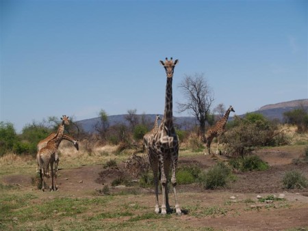 Madikwe Park 01