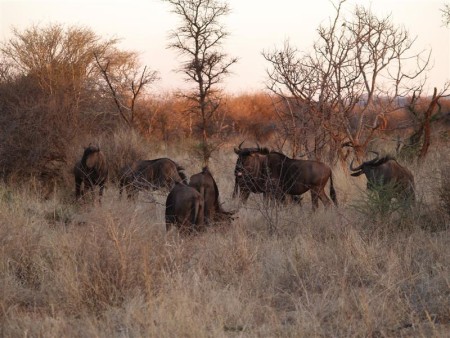 Madikwe Park 02