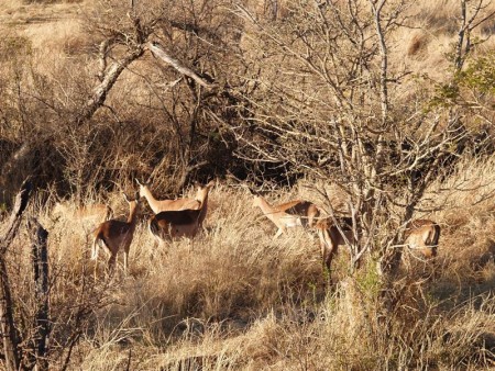 Madikwe Park 03