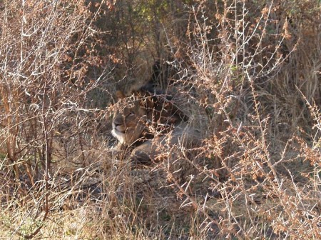 Madikwe Park 04