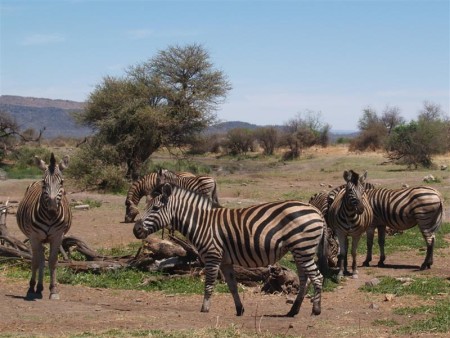 Madikwe Park 05