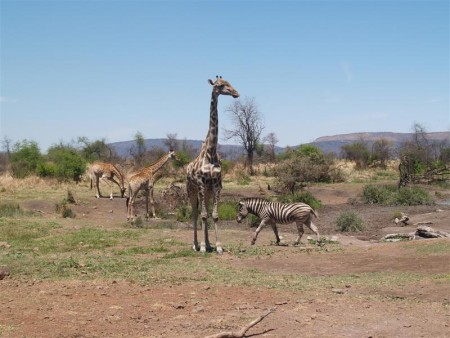 Madikwe Park 06