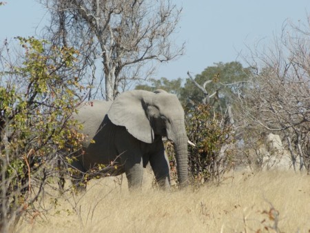 Makgadikgadi Olifant