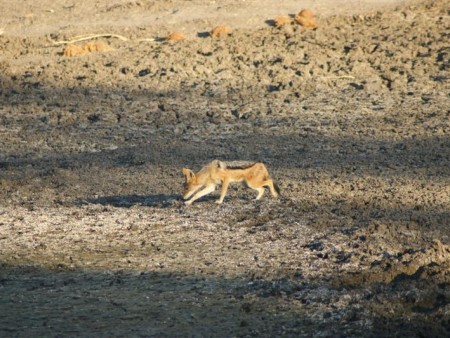 Mapungubwe National Park 01