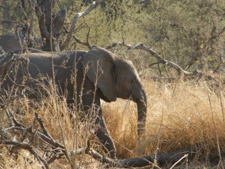 Mapungubwe National Park 03