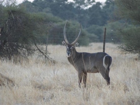 Mapungubwe National Park 04