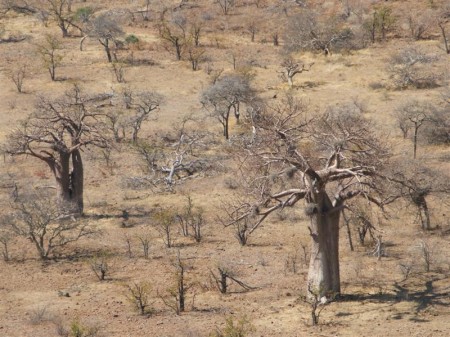 Mapungubwe National Park 07