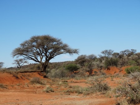 Mokala NP