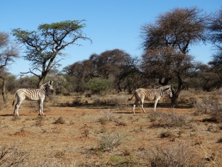 Mokala NP