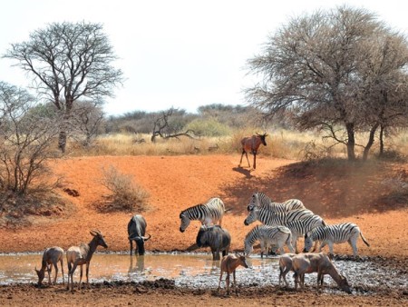 Mokala National Park 04