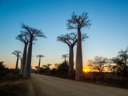 Morondova Allee Des Baobabs