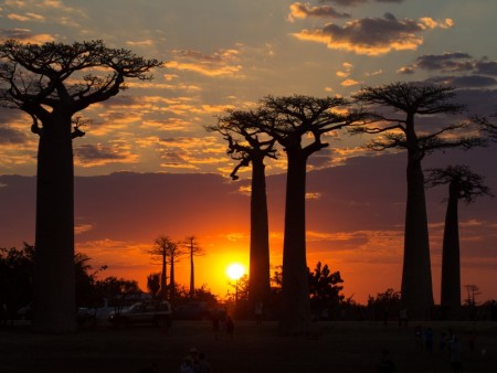 Morondova Allee Des Baobabs