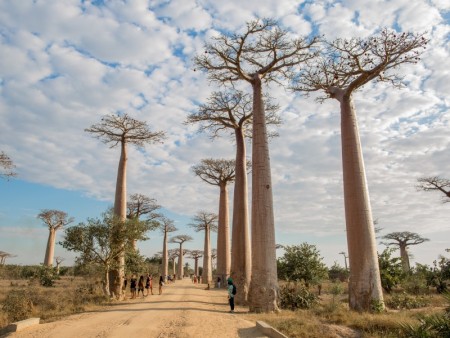 Morondova Allee Des Baobabs