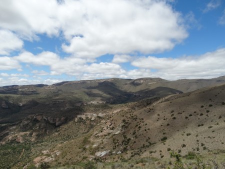 Mountain Zebra