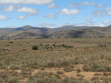 Mountain Zebra