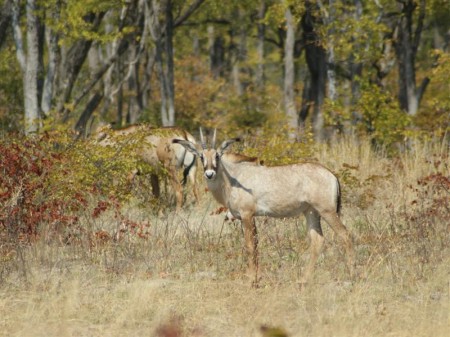 Mudumu National Park 01