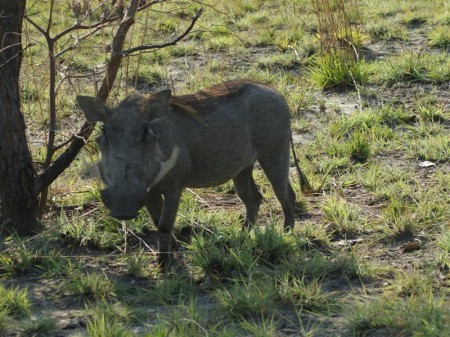 Mudumu National Park 03