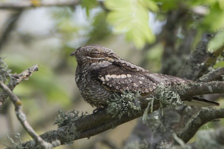 Nachtzwaluw Safari Nationaal Park Tiveden In Zweden Naturguidetiveden