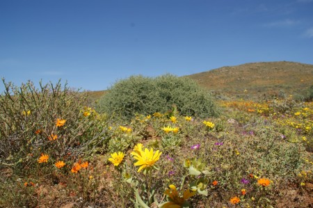 Namakwa Nature Reserve