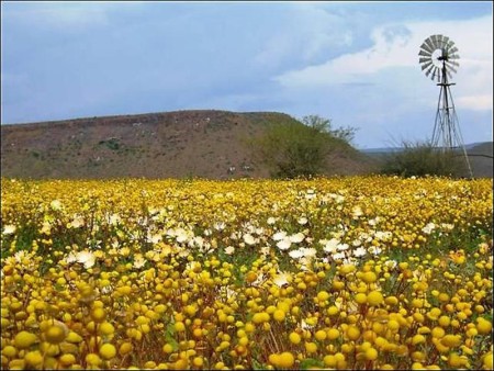 Namaqualand 01