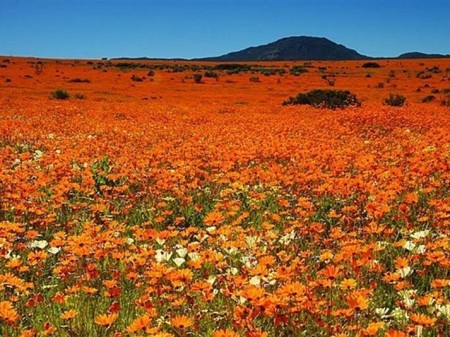 Namaqualand 02