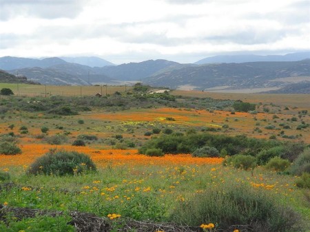 Namaqualand 03