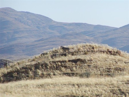 Namib Naukluft 04