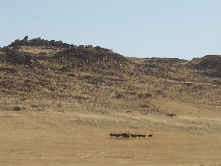 Namib Naukluft 05