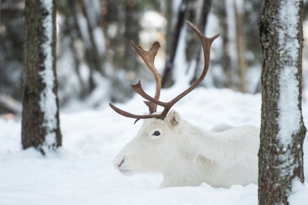 Noorderlichtreis Mizar Zweeds Lapland Brandon Lodge 2