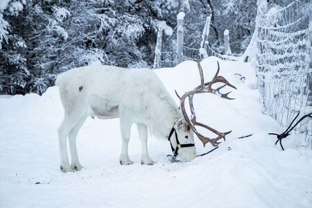 Noors Lapland Reis Ylva