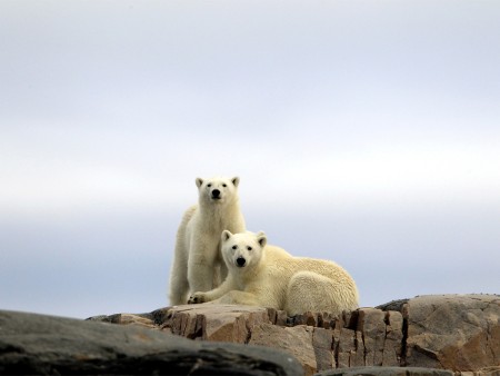Noorwegen En Spitsbergen Ijsberen Hurtigruten Linda Drake Copy