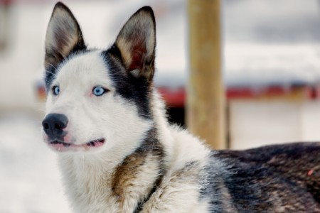 Noorwegen Wintervakantie Lissat Arctic Panorama Lodge