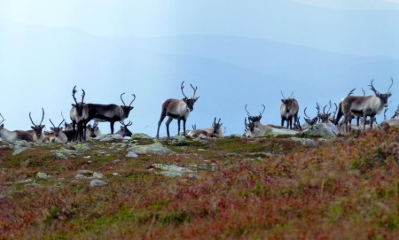 Norefjell Hytta Noresund