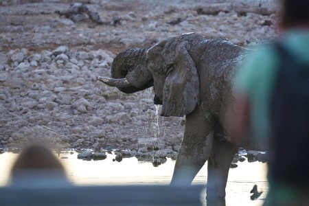 Okaukuejo Waterhole