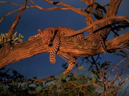 Okonjima 02